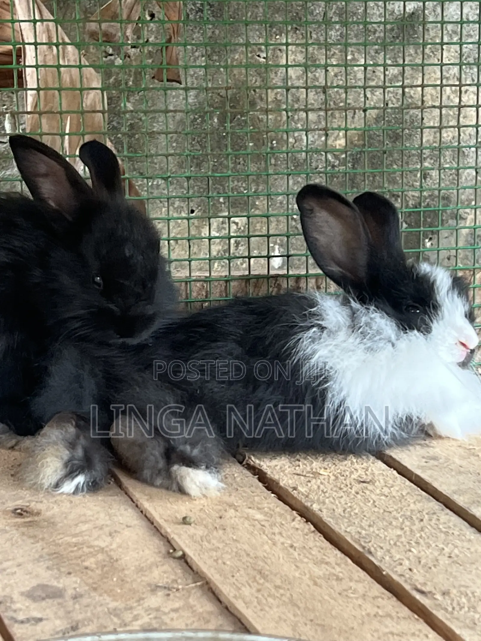 Angora Rabbit