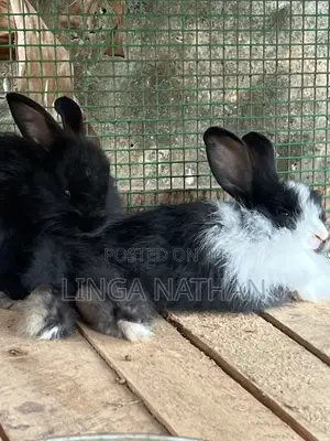 Angora Rabbit