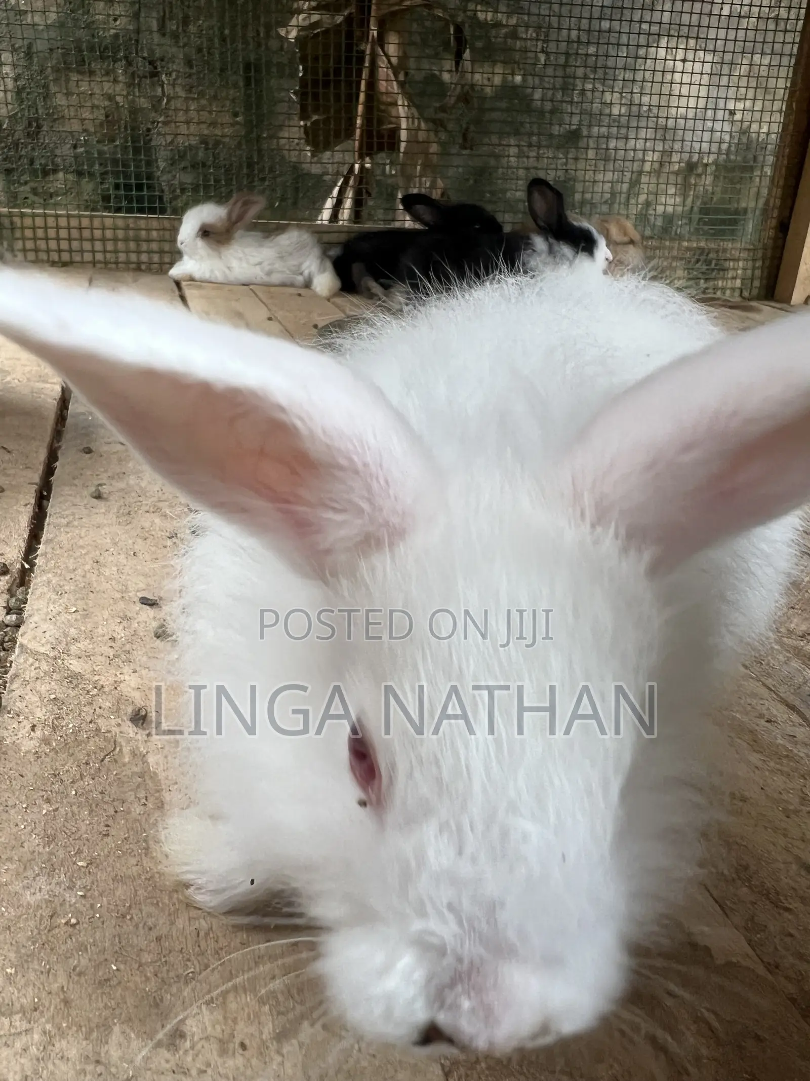 Angora Rabbit