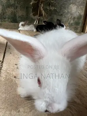 Angora Rabbit