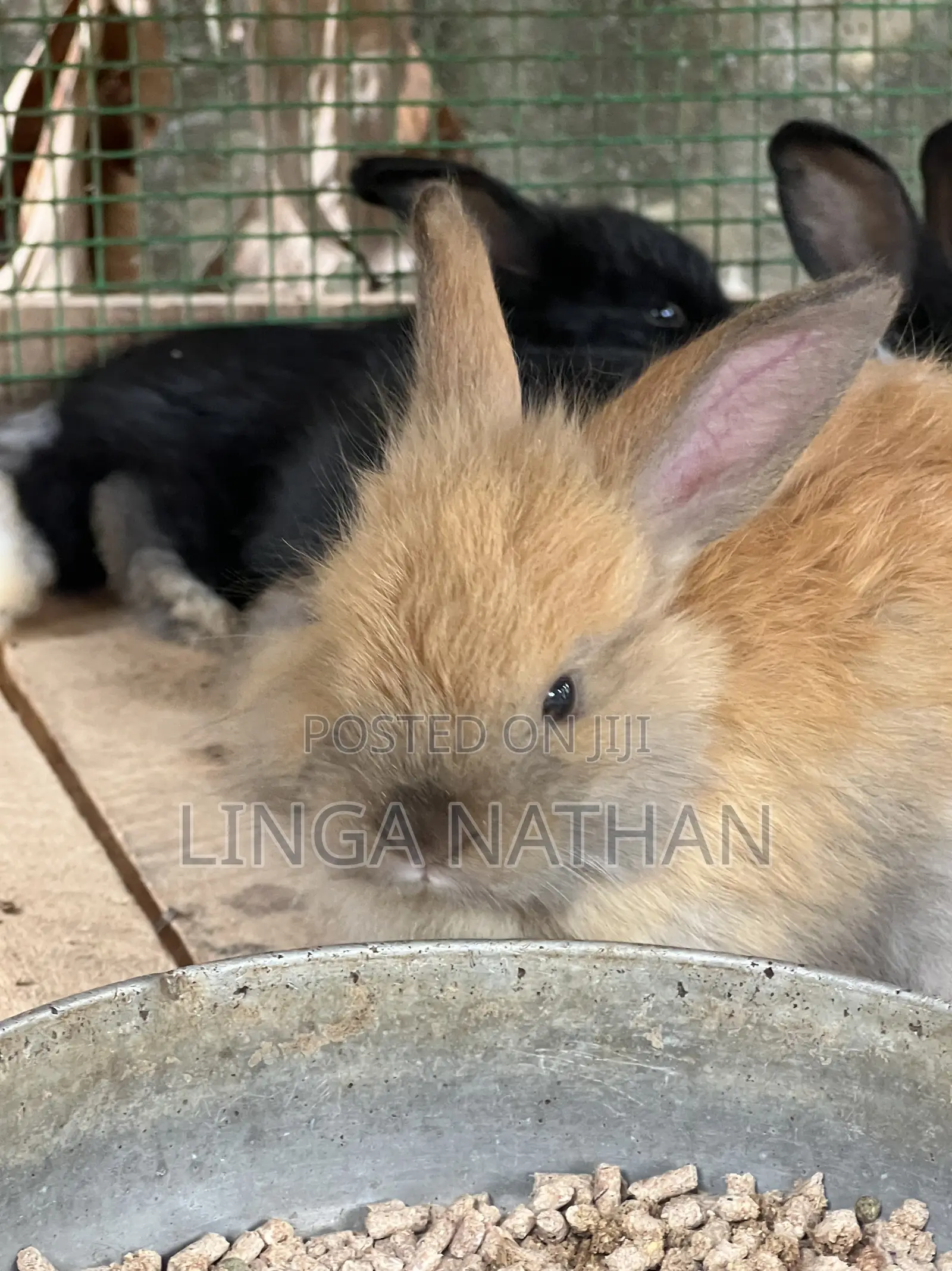 Angora Rabbit