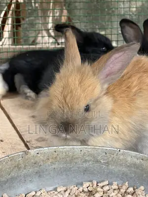 Angora Rabbit