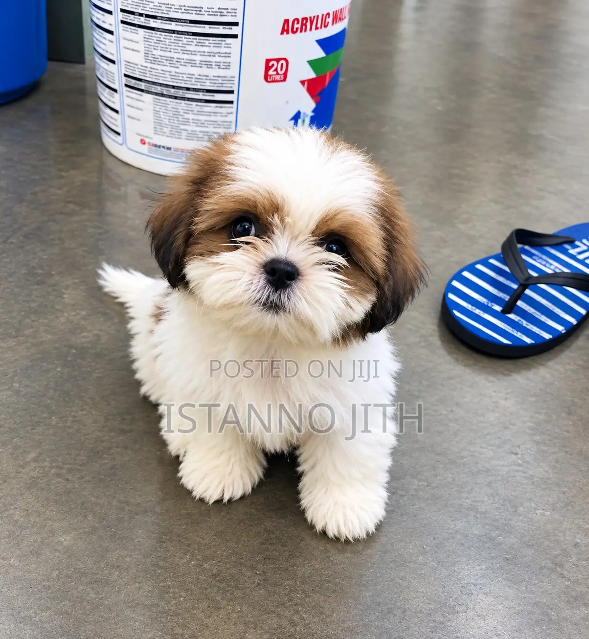 0-1 month Female Purebred Shih Tzu