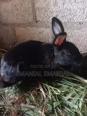 Healthy Rabbits