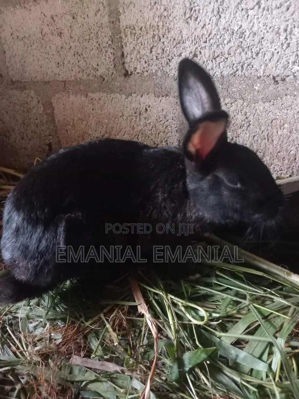 Healthy Rabbits