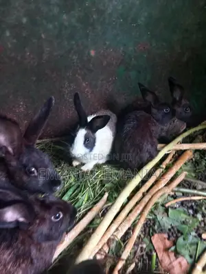 Healthy Rabbits