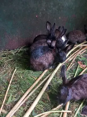 Healthy Rabbits