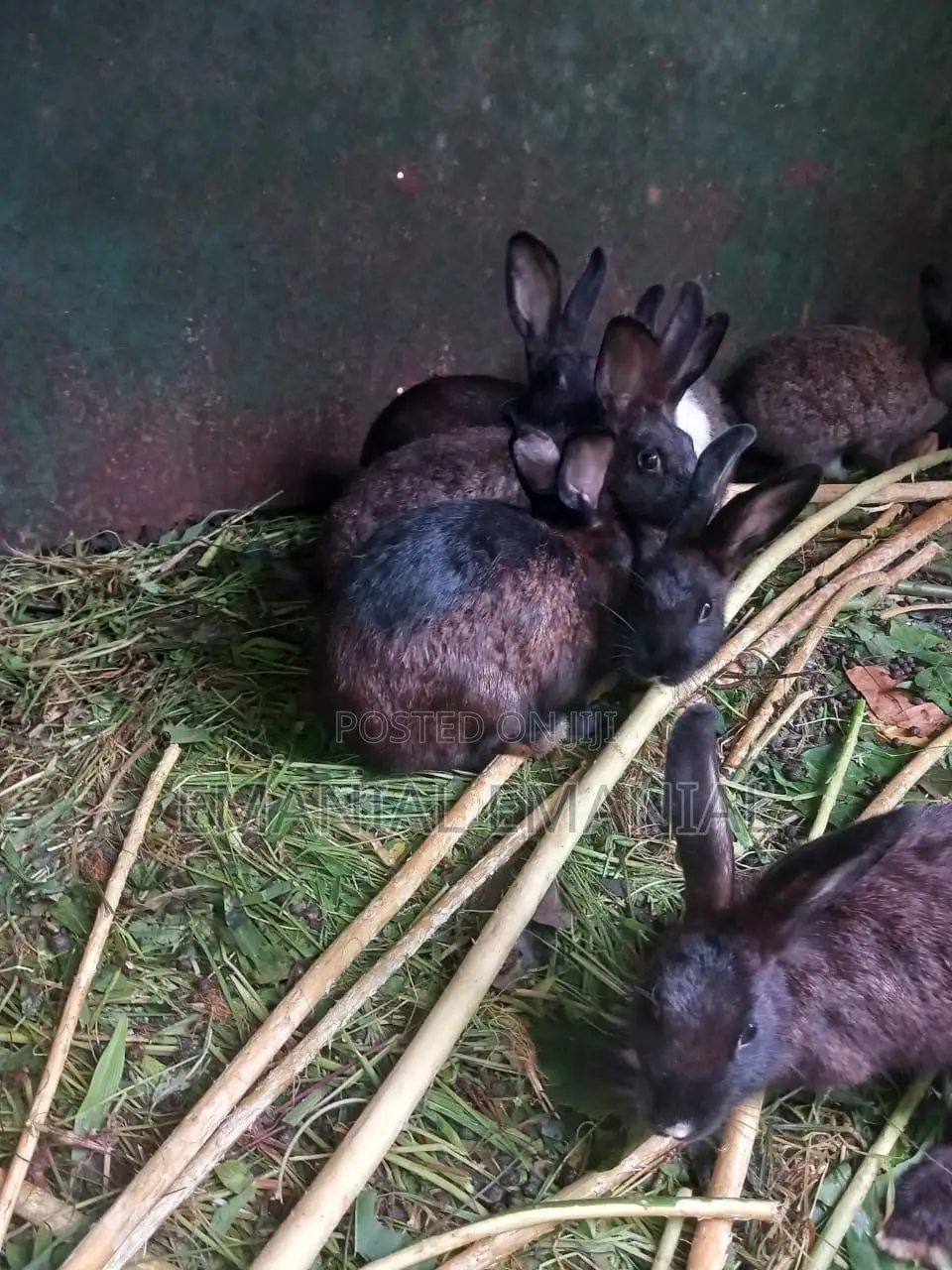 Healthy Rabbits
