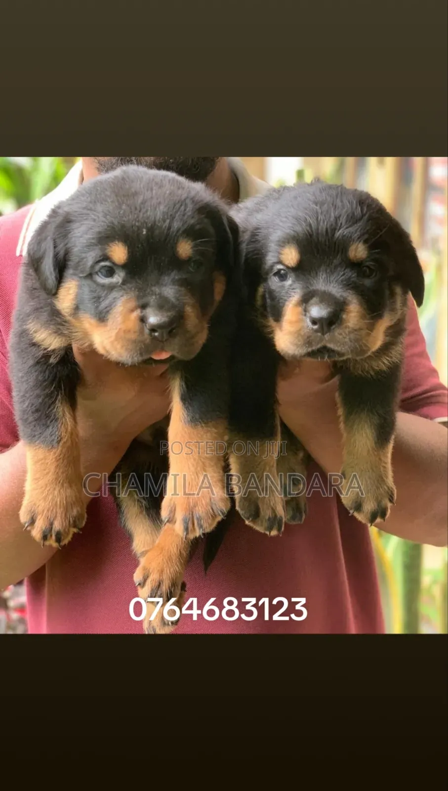 0-1 month Male Purebred Rottweiler