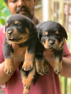 0-1 month Male Purebred Rottweiler