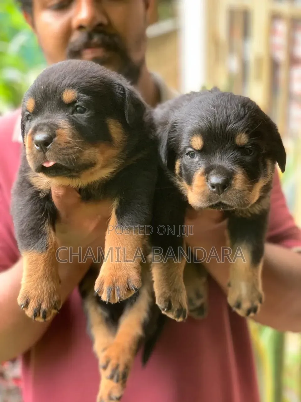 0-1 month Male Purebred Rottweiler