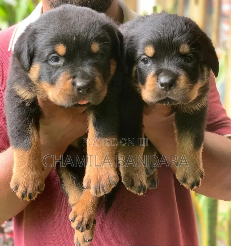 0-1 month Male Purebred Rottweiler