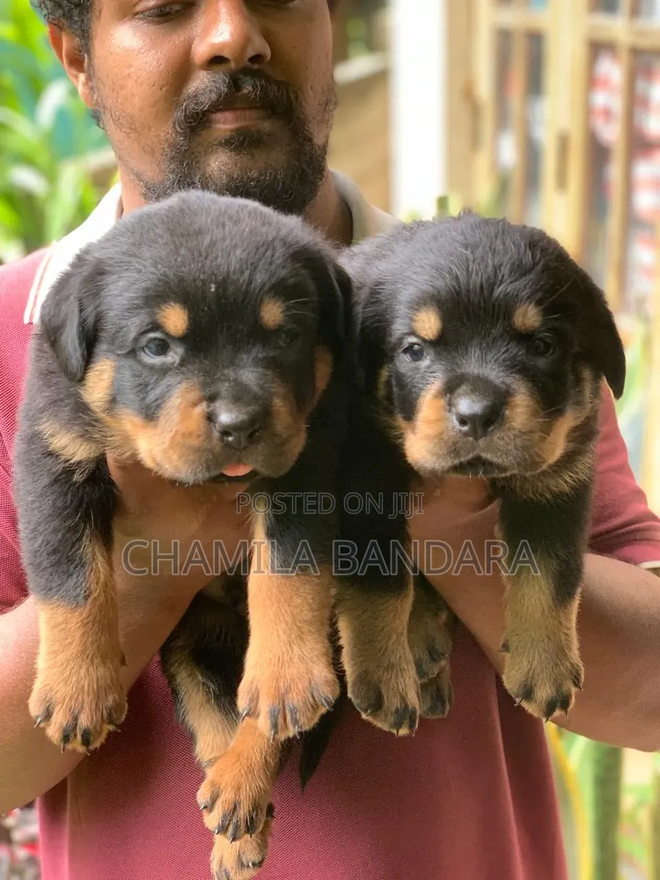 0-1 month Male Purebred Rottweiler
