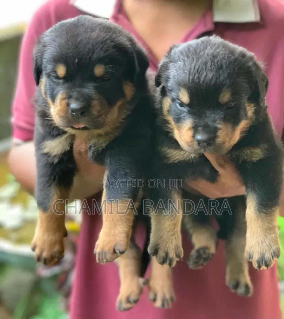 0-1 month Male Purebred Rottweiler