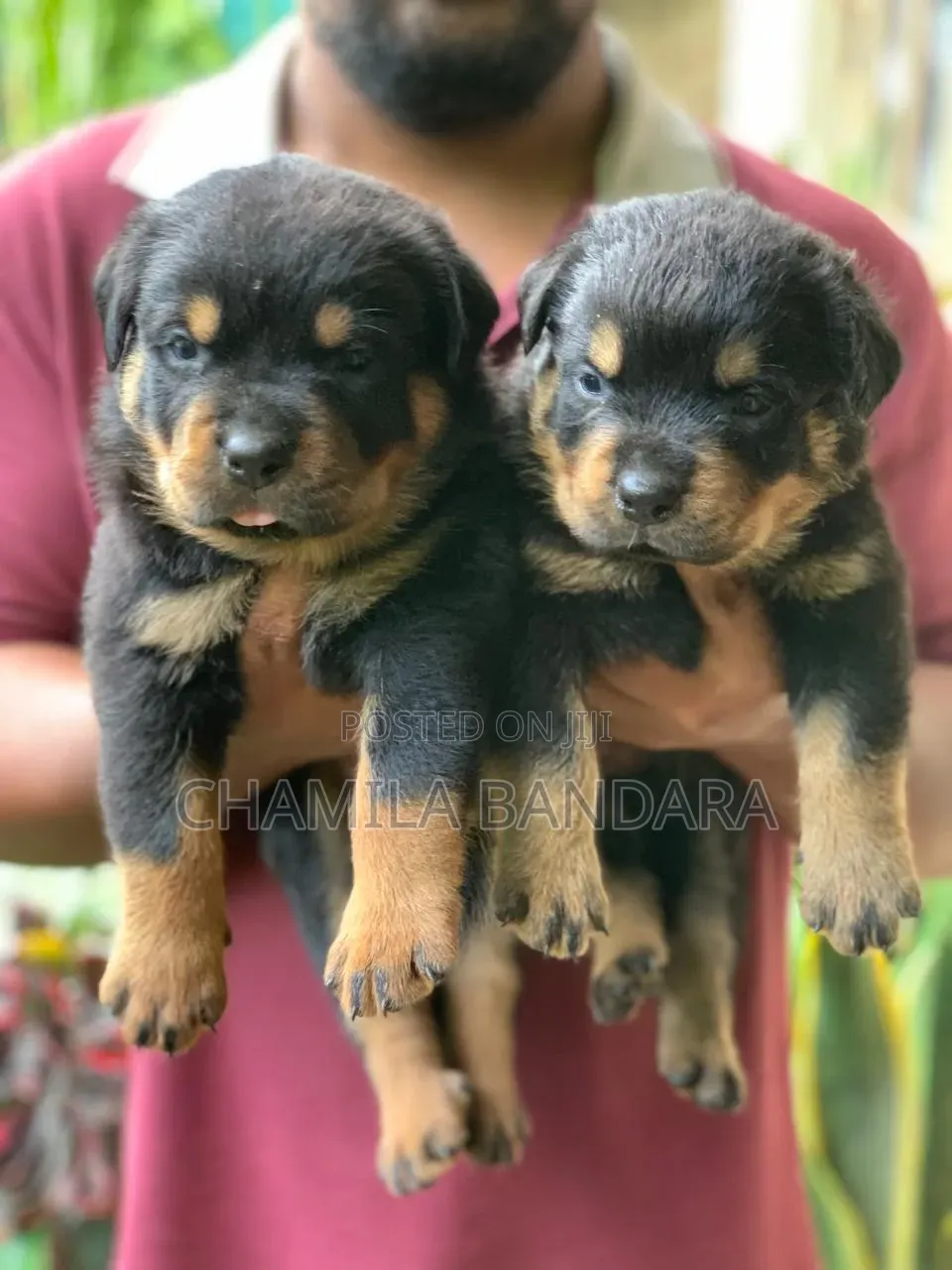 0-1 month Male Purebred Rottweiler
