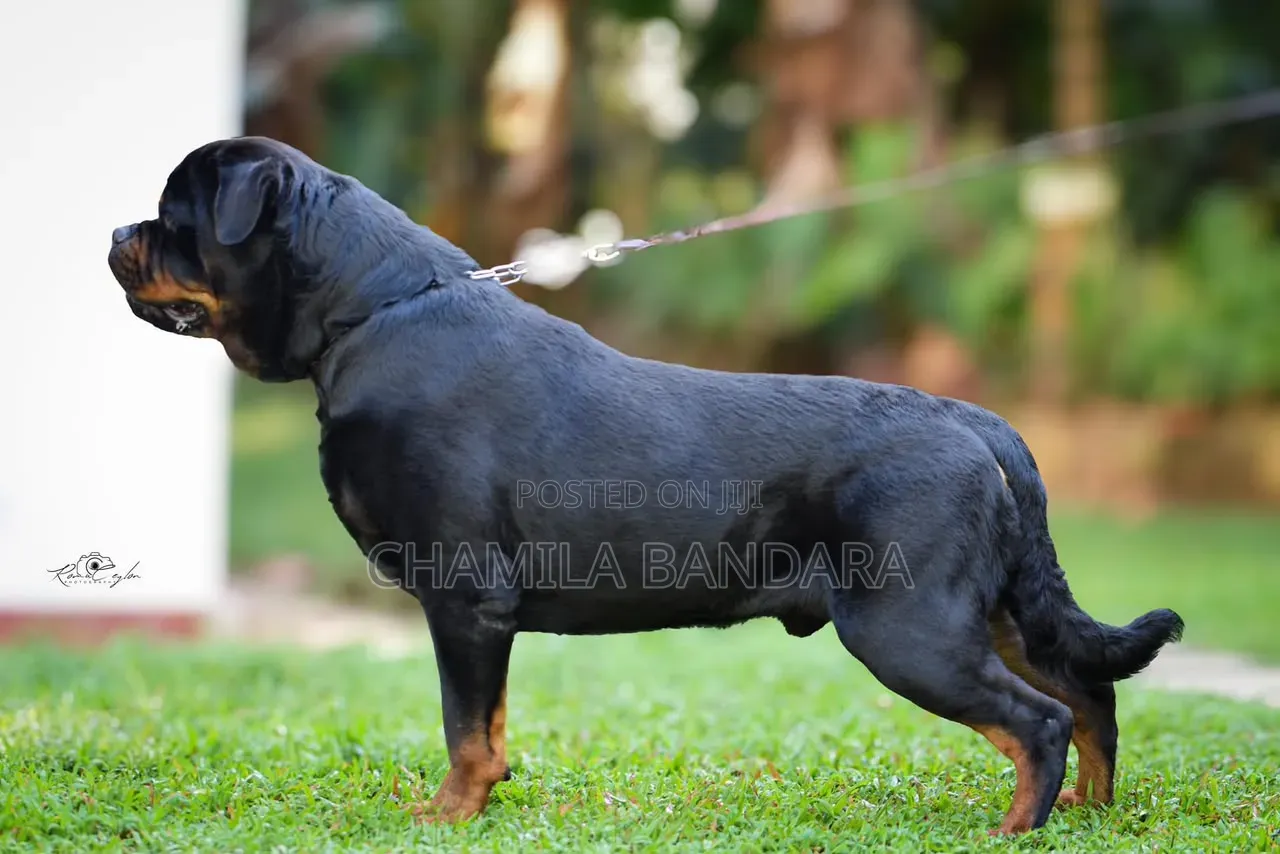 0-1 month Male Purebred Rottweiler