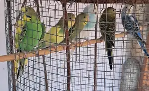 Lovebirds Pair