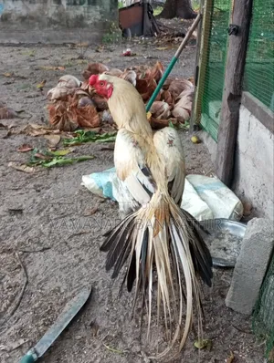 Parrot Beak