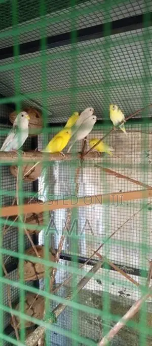 Love Birds With Cage
