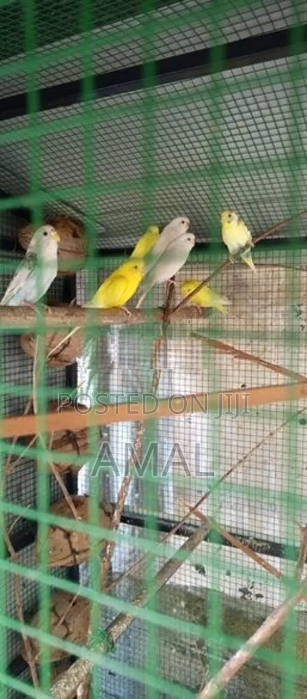 Love Birds With Cage