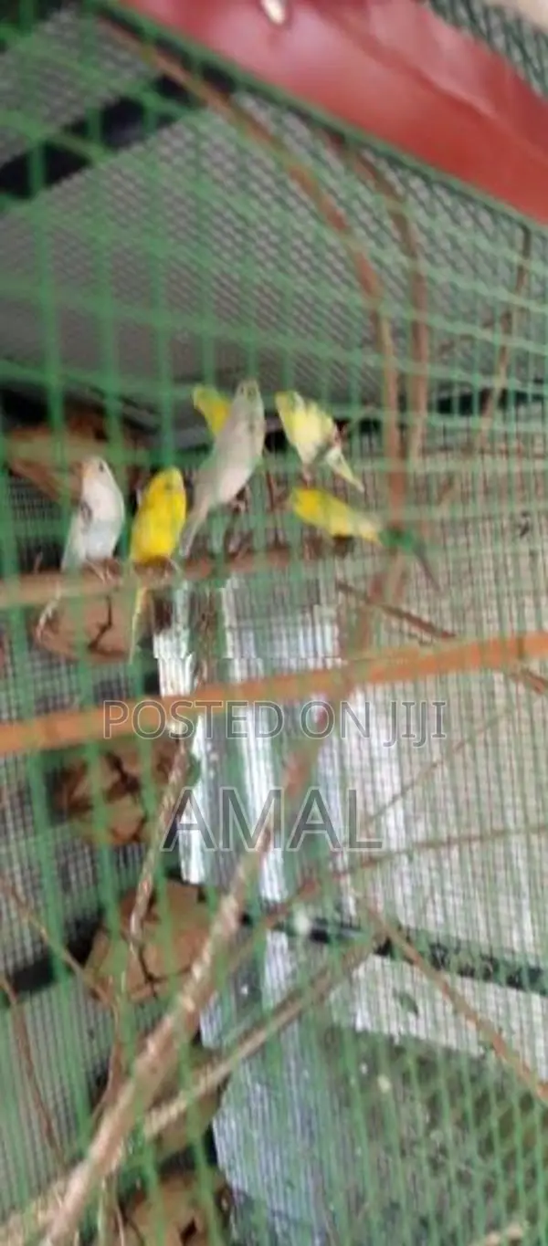 Love Birds With Cage