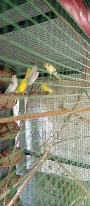 Love Birds With Cage