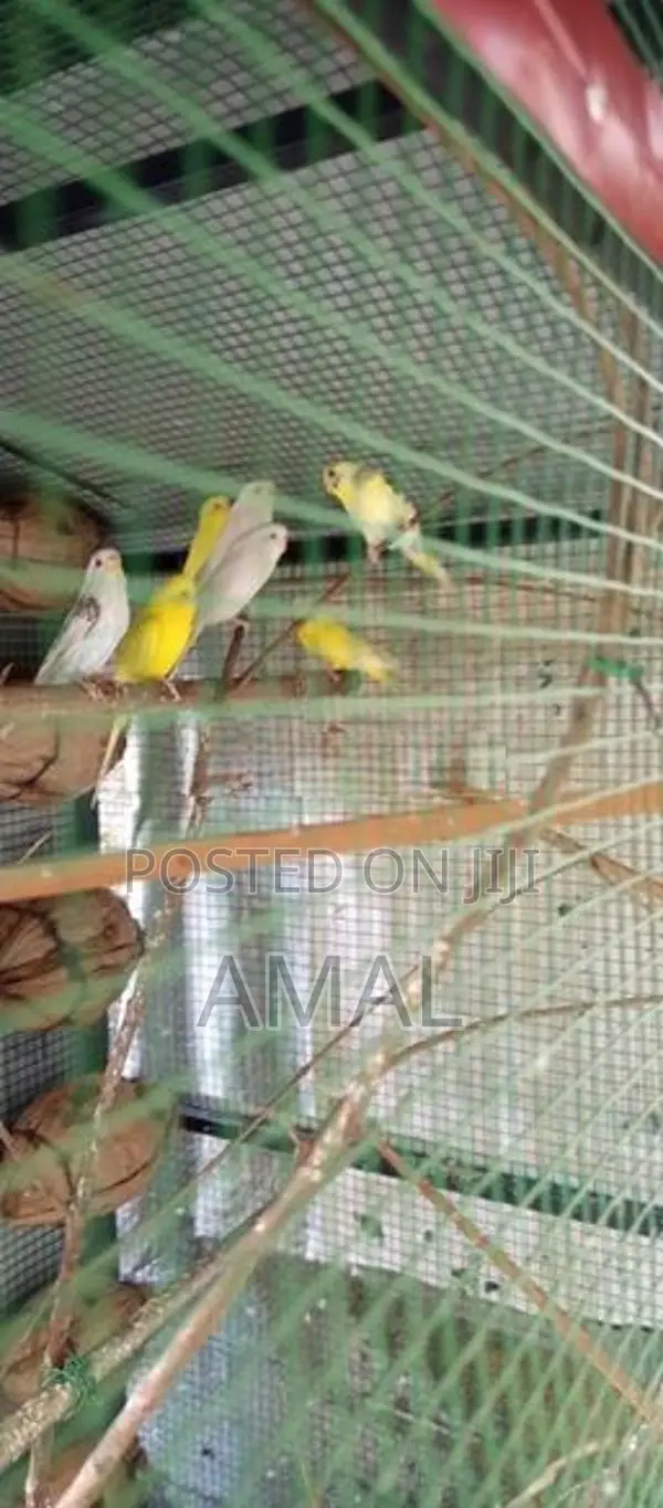 Love Birds With Cage