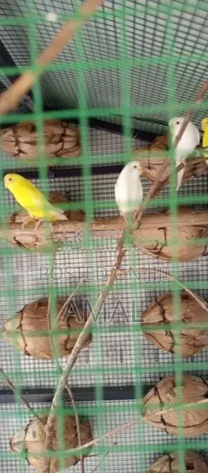Love Birds With Cage