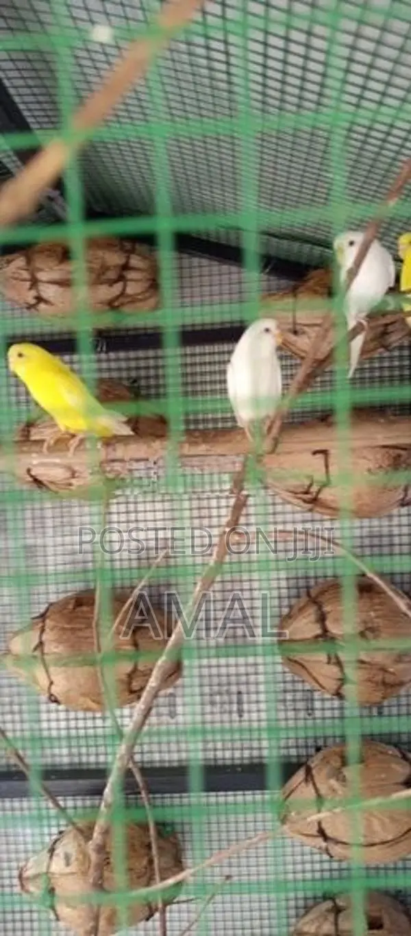 Love Birds With Cage