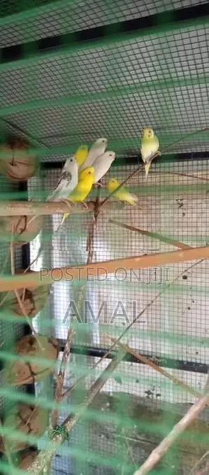 Love Birds With Cage