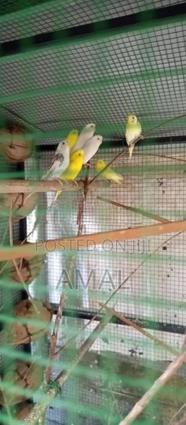 Love Birds With Cage