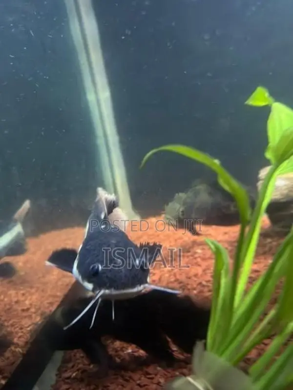 Red Tail Catfish