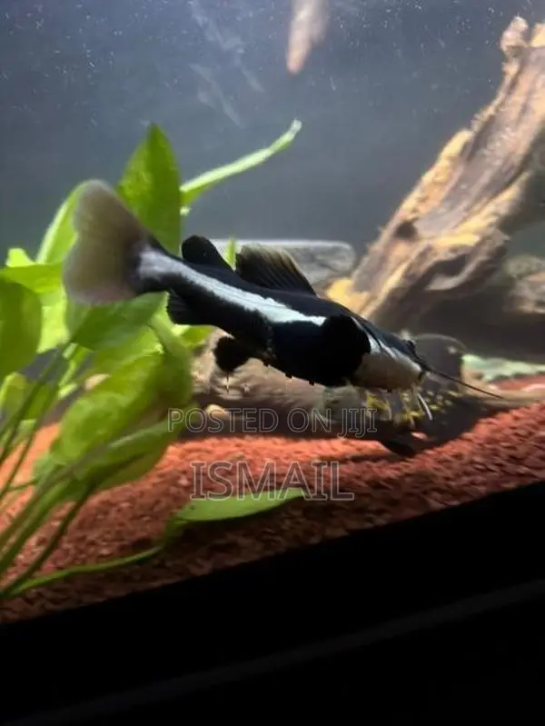 Red Tail Catfish