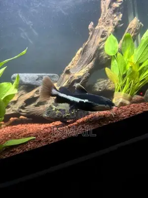Red Tail Catfish