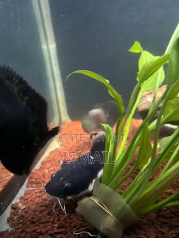 Red Tail Catfish
