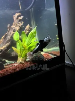 Red Tail Catfish
