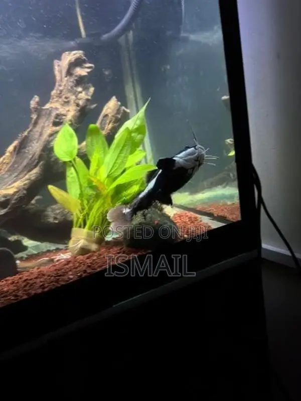 Red Tail Catfish