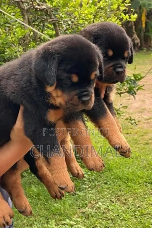 Rottweiler Puppies