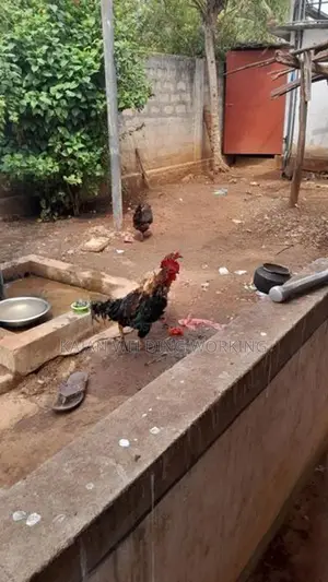 Farm Chickens
