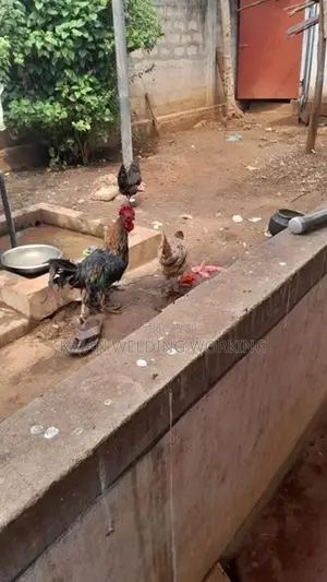 Farm Chickens