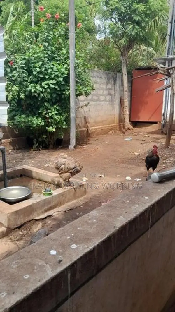 Farm Chickens