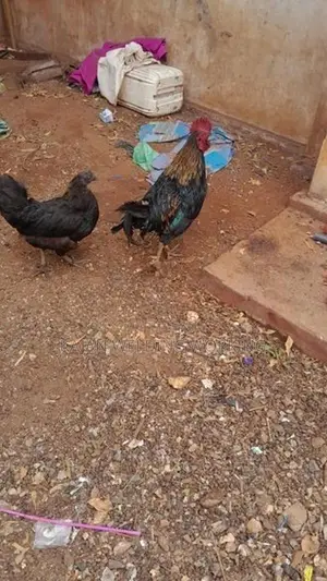 Farm Chickens