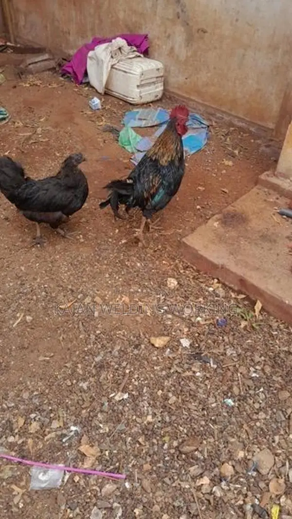 Farm Chickens