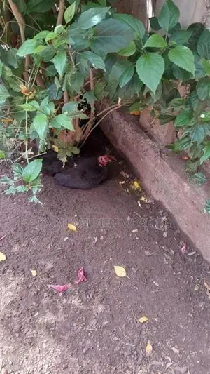 Farm Chickens