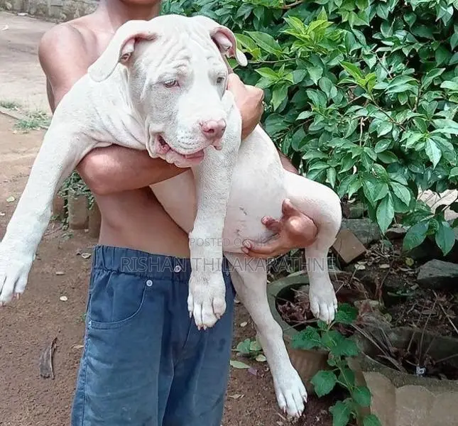 American Bully XL Puppy 3.5 Month