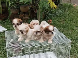 Shihtzu Puppy