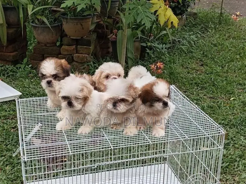 Shihtzu Puppy