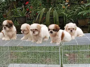 Shihtzu Puppy