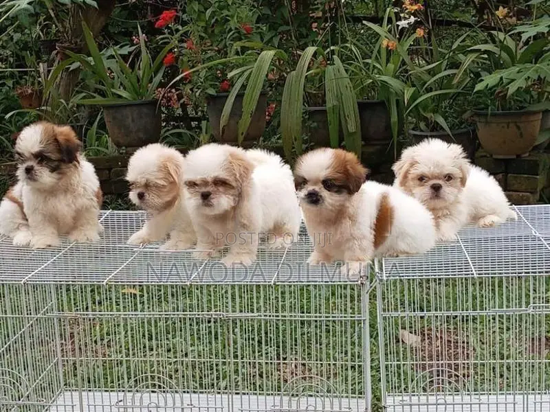Shihtzu Puppy