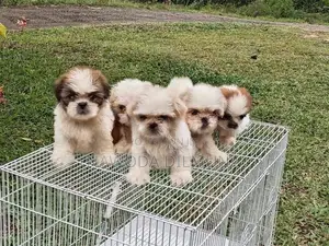 Shihtzu Puppy